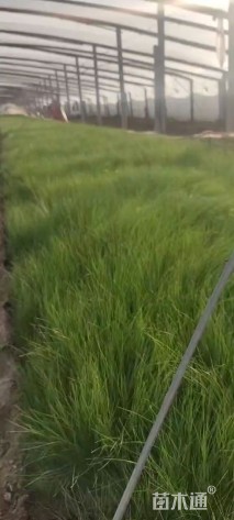 高度40厘米墨西哥羽毛草