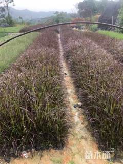 高度30厘米紫叶狼尾草