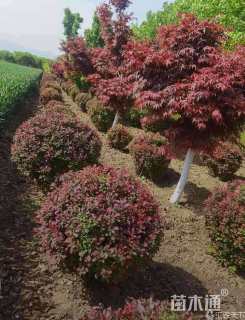 冠幅170厘米紫叶小檗球