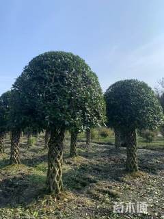 高度458厘米桂花柱子