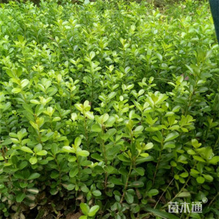 高度70厘米小叶黄杨