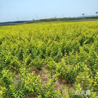 高度25厘米小叶女贞小苗