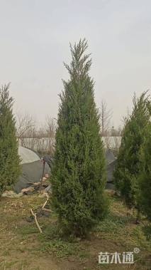 高度300厘米蜀桧柏