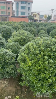 冠幅180厘米海桐球