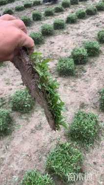 大叶油草