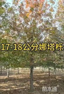 18公分娜塔栎