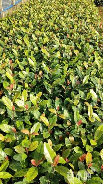 高度25厘米龙船花