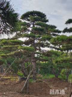 10公分造型油松