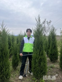 高度250厘米蜀桧