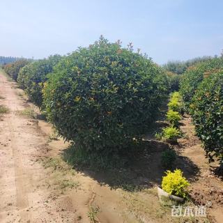 冠幅100厘米红叶石楠球
