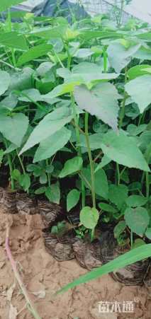 高度20厘米芙蓉葵