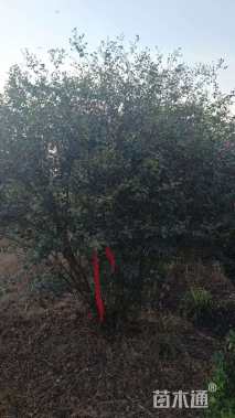 高度450厘米丛生紫薇