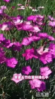 高度25厘米常夏石竹