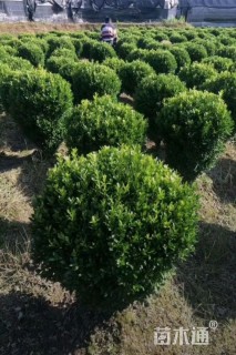高度120厘米黄杨