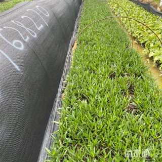 高度25厘米翠芦莉