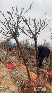 2.5公分树状月季