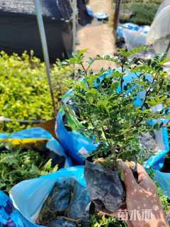 高度20厘米胡椒木