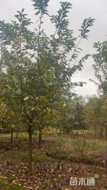 12公分红粉佳人樱