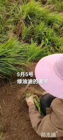 高度15厘米麦冬