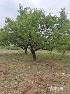 15公分杏树