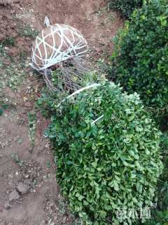 冠幅150厘米卫矛球