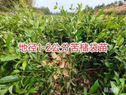 1.2公分苦槠