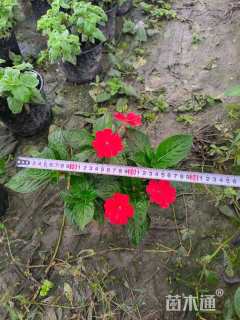 高度15厘米凤仙花