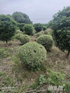 冠幅120厘米银姬小蜡球