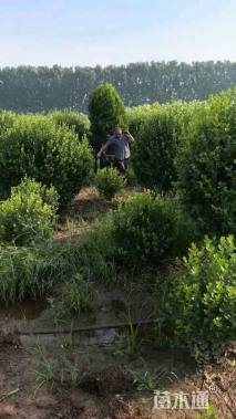 冠幅80厘米大叶黄杨球