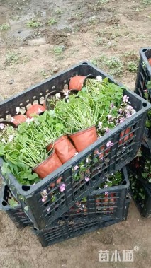 高度10厘米红花酢浆草