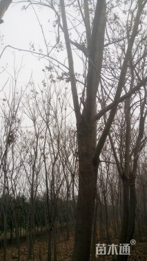 26公分黄山栾树