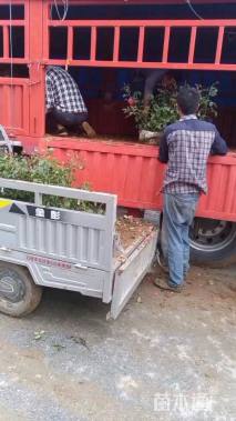 高度60厘米大花月季