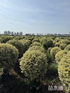 冠幅80厘米银姬小蜡球