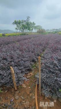 高度30厘米红花继木小苗