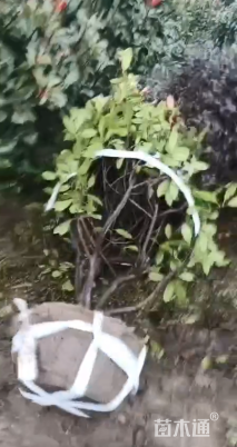 冠幅120厘米红叶石楠球