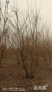 高度300厘米丛生五角枫