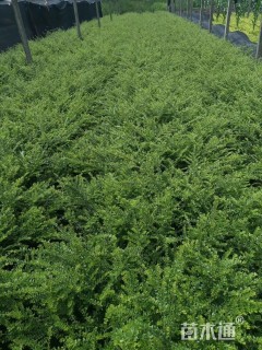 高度30厘米亮绿忍冬小苗