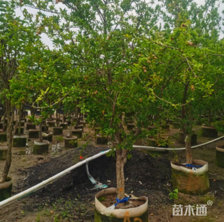 高度300厘米果石榴