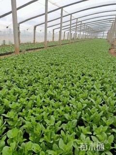 高度15厘米百日草