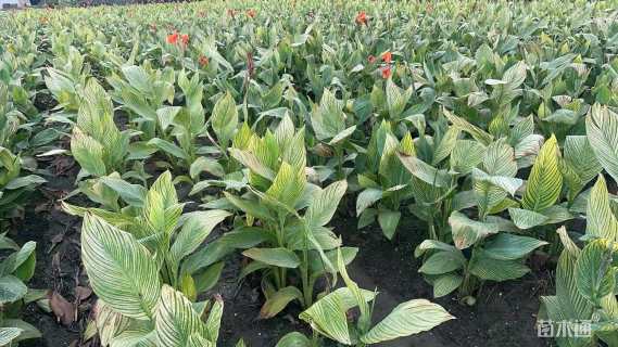 高度30厘米花叶美人蕉