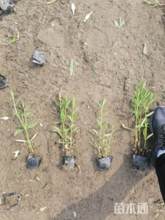 20厘米柳叶马鞭草