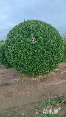 冠幅150厘米大叶黄杨球