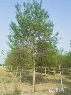 12公分流苏树