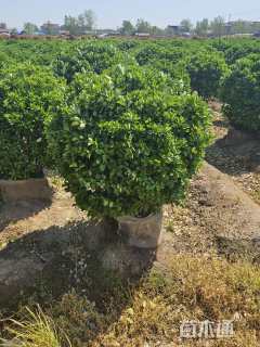 冠幅120厘米大叶黄杨球