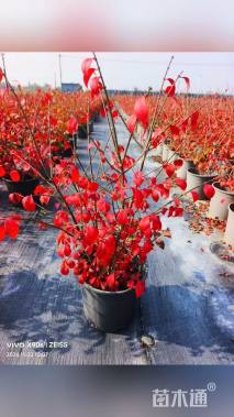 高度45厘米火焰卫矛