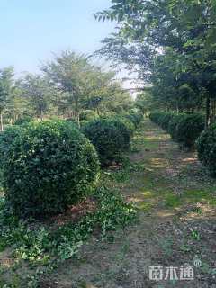 冠幅140厘米大叶黄杨球