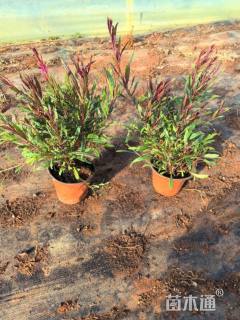 高度30厘米山桃草