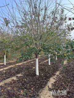 12公分染井吉野樱