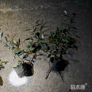 高度15厘米胡颓子