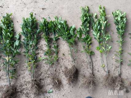 高度45厘米大叶黄杨